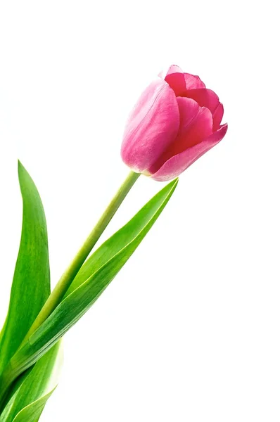 Tulp bloemen — Stockfoto