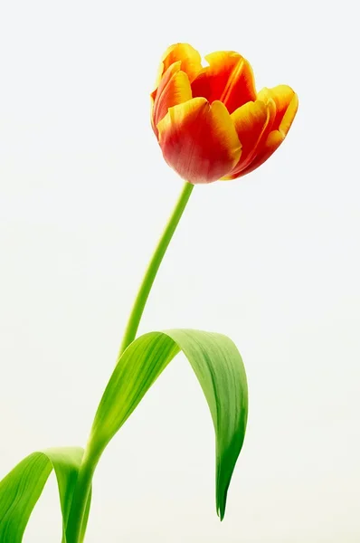 Tulp bloemen — Stockfoto