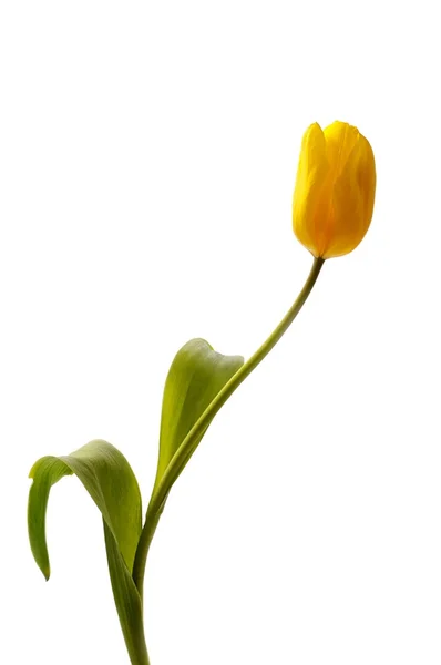 Tulp bloemen — Stockfoto