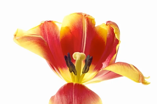 Tulpenblüten — Stockfoto