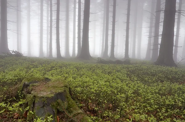 Jehličnatý les — Stock fotografie