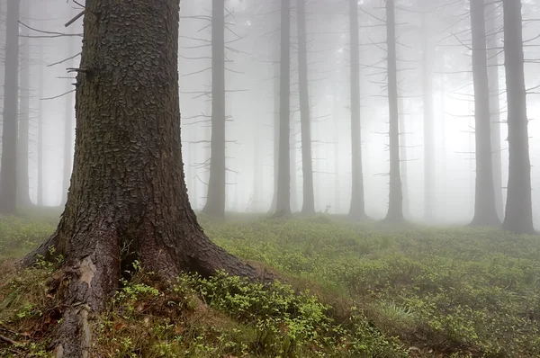 Jehličnatý les — Stock fotografie