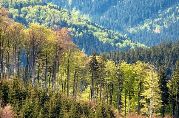 Une cime des arbres de printemps — Photo