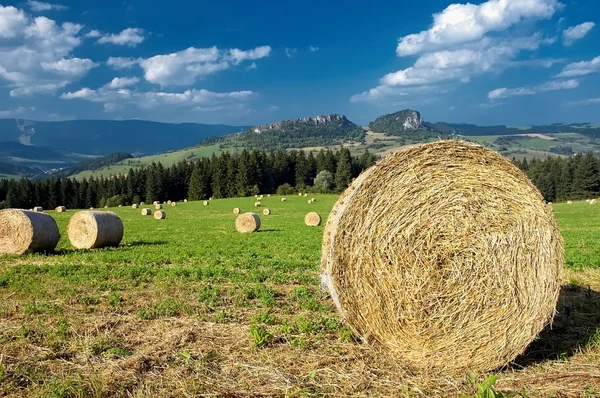 Silage in the meadow — Stock Photo, Image