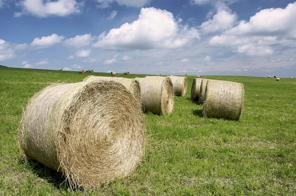 Silage in the meadow — Stock Photo, Image