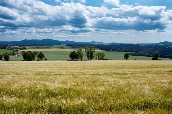 Campo de maíz —  Fotos de Stock