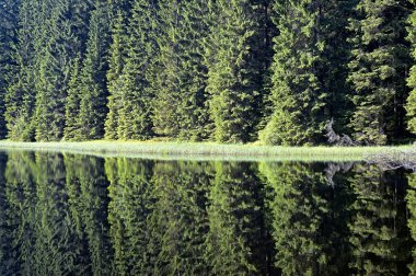 Suyun kenarındaki ağaçlar