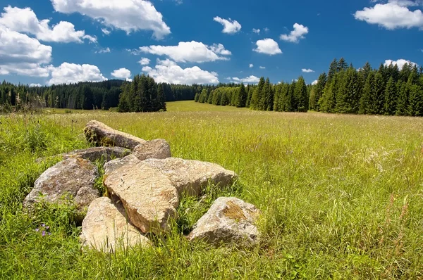 Summer meadow — Stock Photo, Image