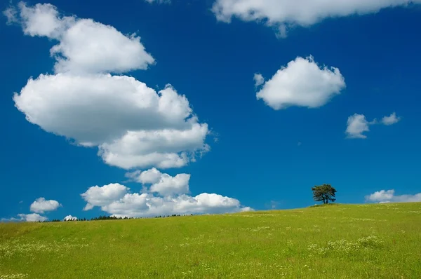 Tree in the meadow — Stock Photo, Image