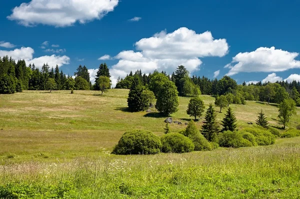 Sommerwiese — Stockfoto