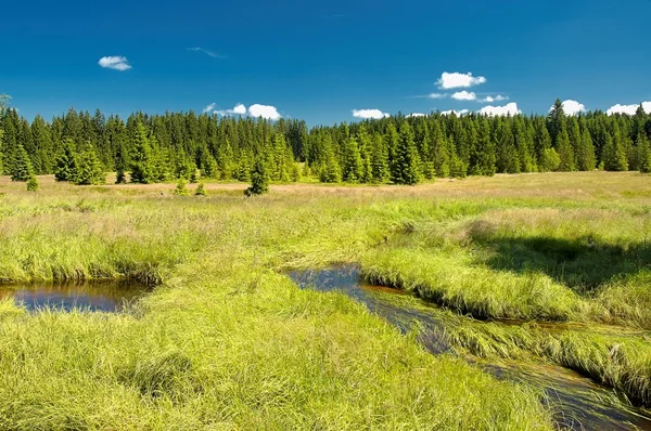 Summer meadow — Stock Photo, Image