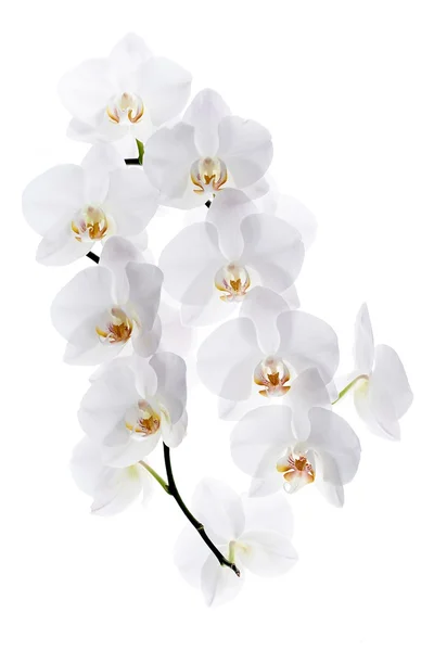 Flower orchids — Stock Photo, Image