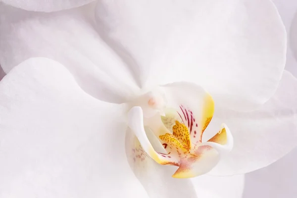 Orchidées de fleurs — Photo