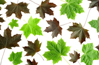 akçaağaç yaprakları