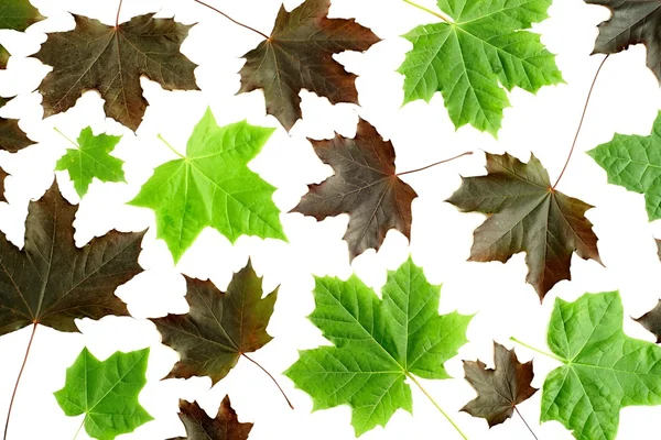 akçaağaç yaprakları