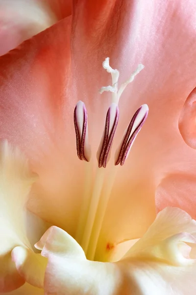 Gladiolus blommaグラジオラス花 — ストック写真