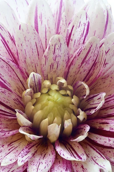 Flor de crisantemo —  Fotos de Stock