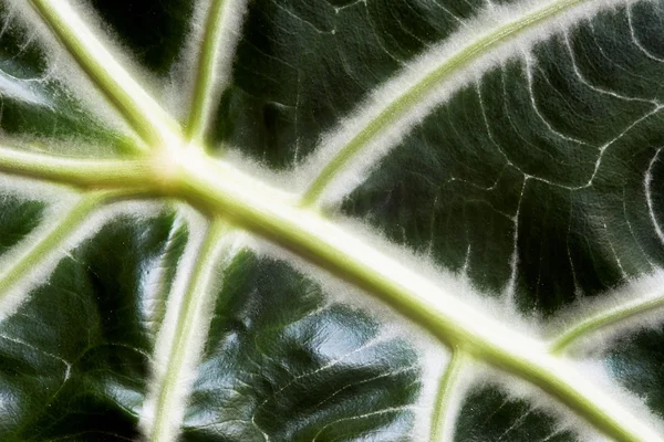 Leaf struktur — Stockfoto