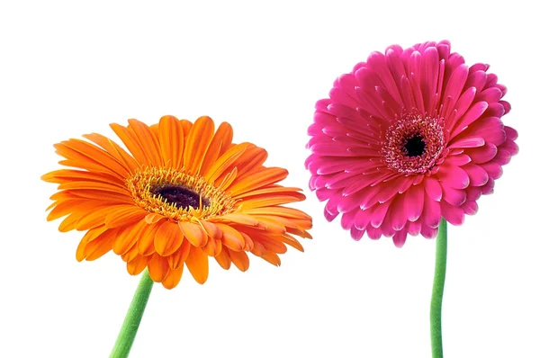 Gerbera — Stockfoto