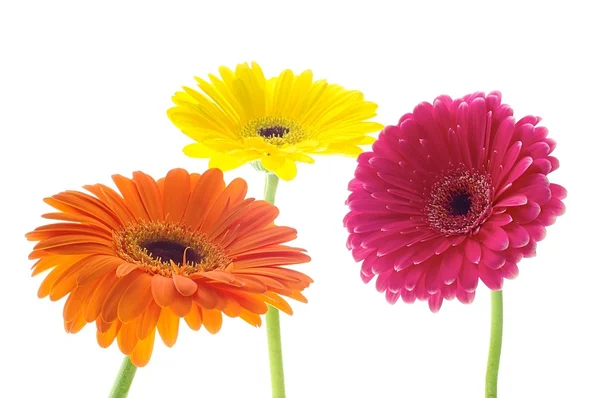 Gerbera