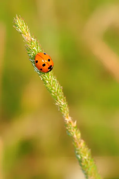 Uğur böceği — Stok fotoğraf