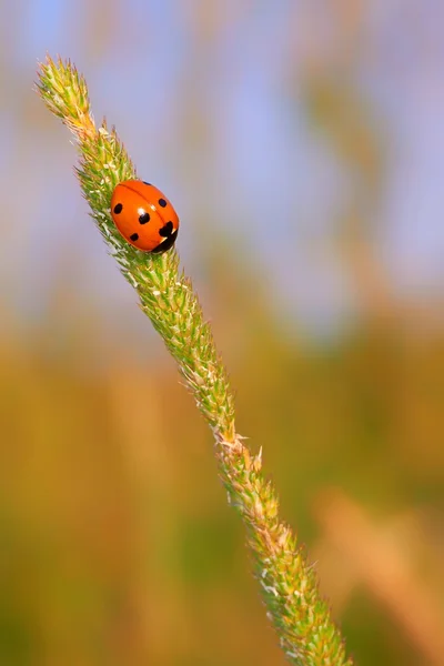 Uğur böceği — Stok fotoğraf