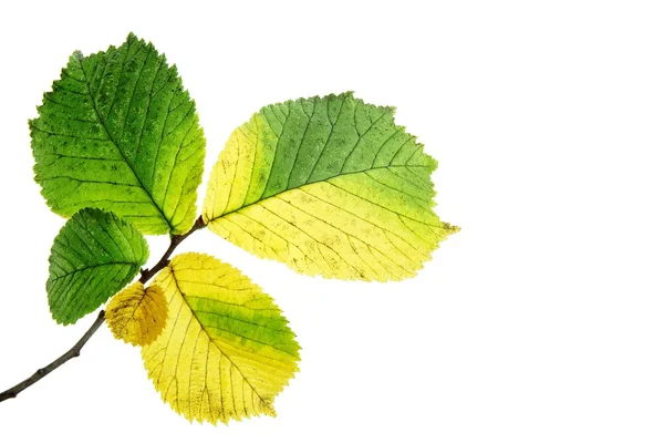 Alder leaves — Stock Photo, Image