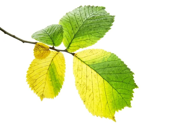 Alder leaves — Stock Photo, Image