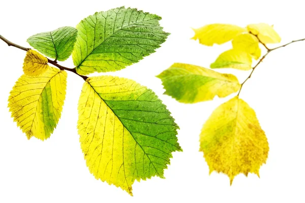 Листья ольхи — стоковое фото