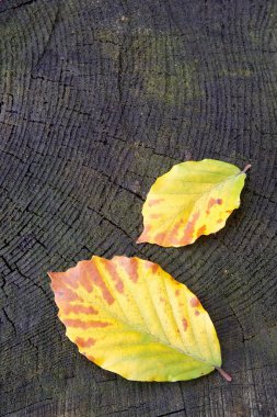 kayın ağacı yaprağı