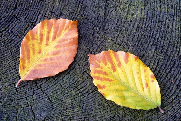 Beech lämnar — Stockfoto