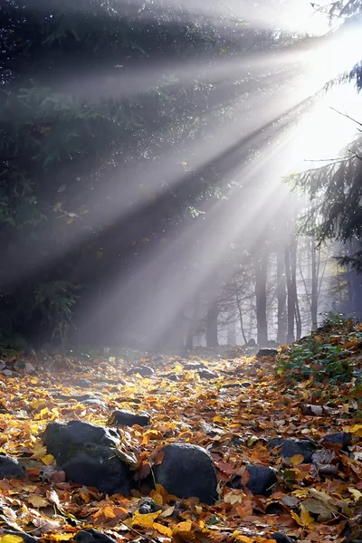 Luz del sol en la niebla — Foto de Stock