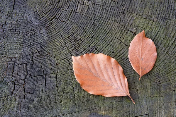 Hojas de haya — Foto de Stock