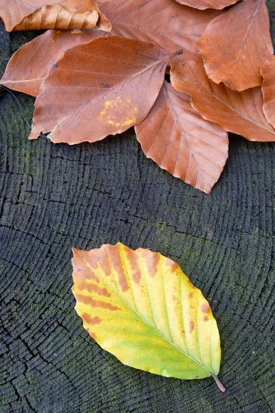 Beech leaves — Stock Photo, Image