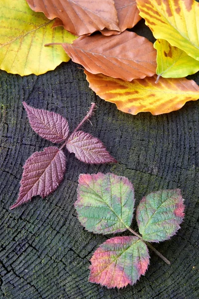 Rode framboos Herfstblad — Stockfoto