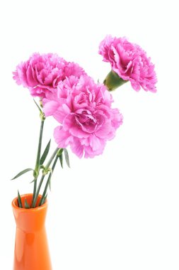 pembe karanfil