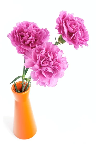 Claveles rosados — Foto de Stock