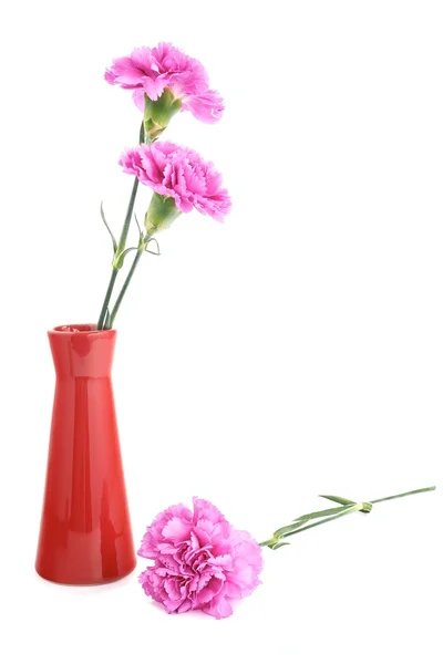 Pink carnations — Stock Photo, Image