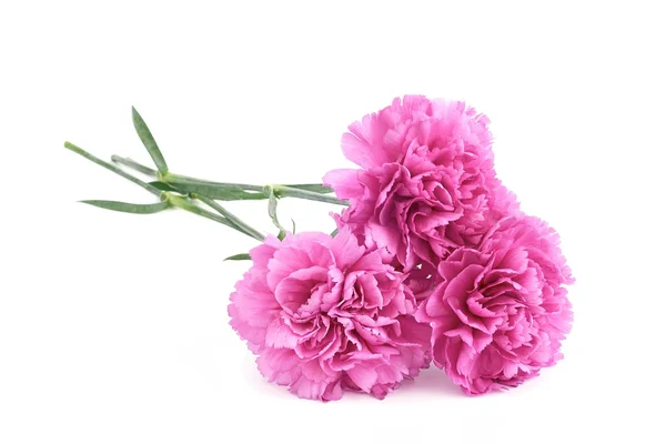 Pink carnations — Stock Photo, Image