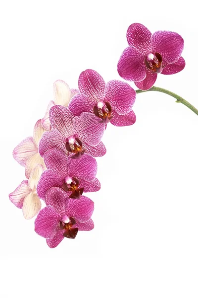 Orchidées de fleurs — Photo