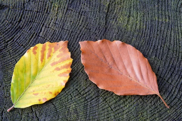 Bükk levelek — Stock Fotó