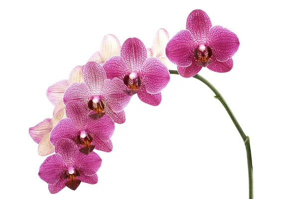 Orchidées de fleurs — Photo