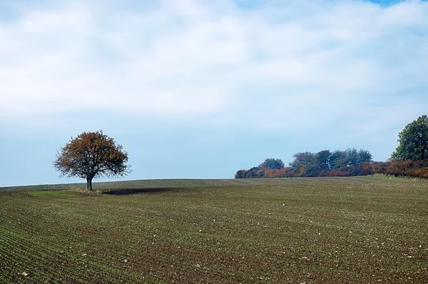 Árvore solitária no campo — Fotografia de Stock