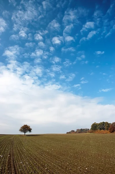 Árvore solitária no campo — Fotografia de Stock