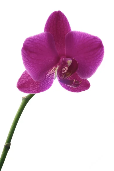 Orchidées de fleurs — Photo