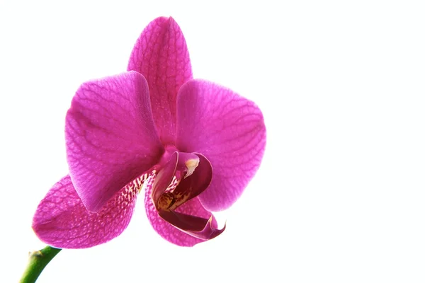 Orquídeas de flores — Foto de Stock