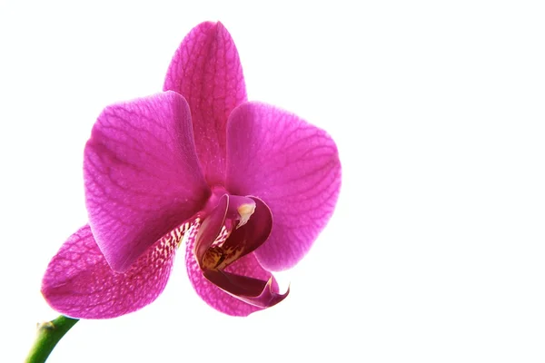 Orchidées de fleurs — Photo