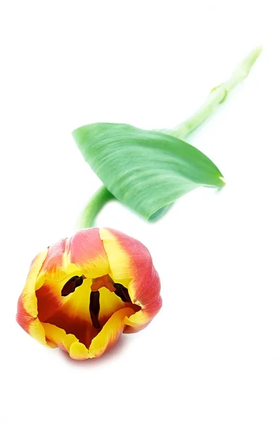 Tulp bloemen — Stockfoto