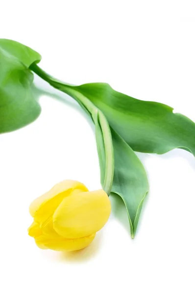 Tulp bloemen — Stockfoto