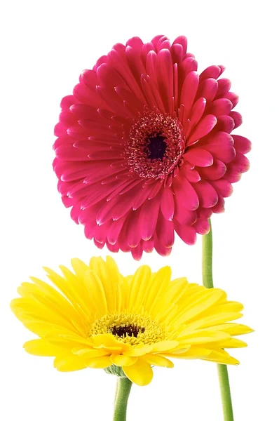 Gerberas —  Fotos de Stock